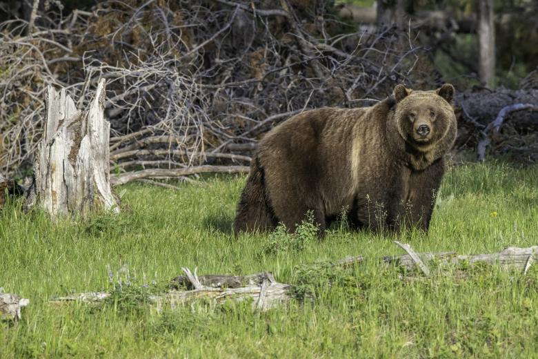 BLM reminds public lands visitors to be Bear Aware as spring and summer bear activity increases