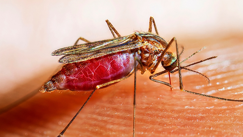 Fighting the World's Deadliest Animal