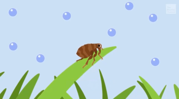 How your weather forecast can help protect you from ticks