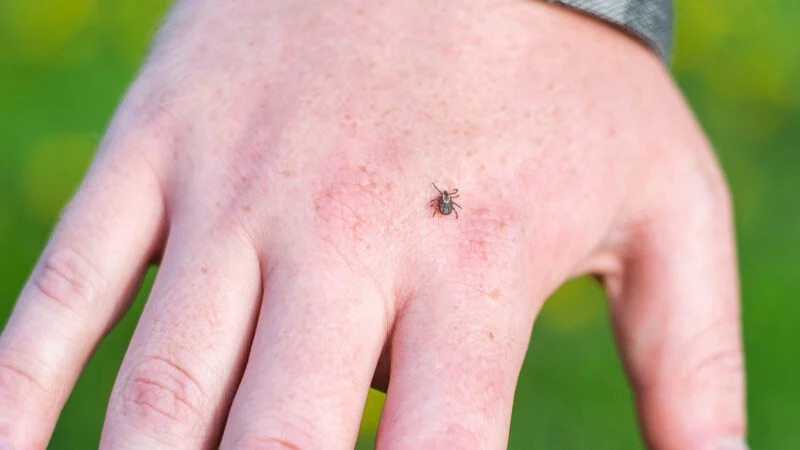 Over Half of Wisconsin Deer Ticks Carry Lyme Disease