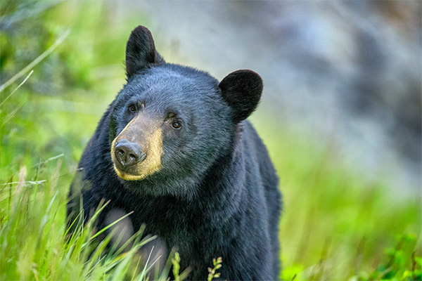 Bear attack leaves man dead in northern Saskatchewan