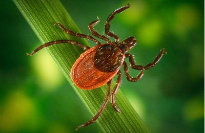 U.S. doctors warn of a potentially bad year for tick-borne diseases 