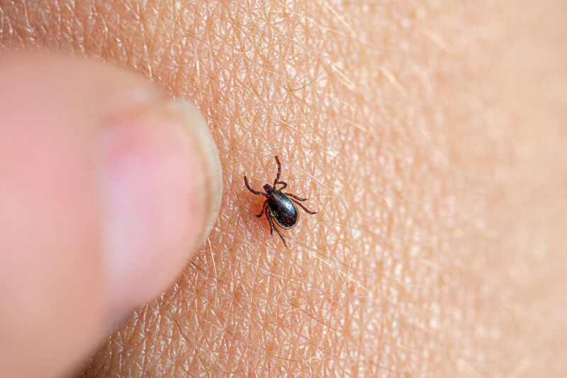 Tennessee Department of Health Urges Tennesseans to Take Precautions Against Ticks