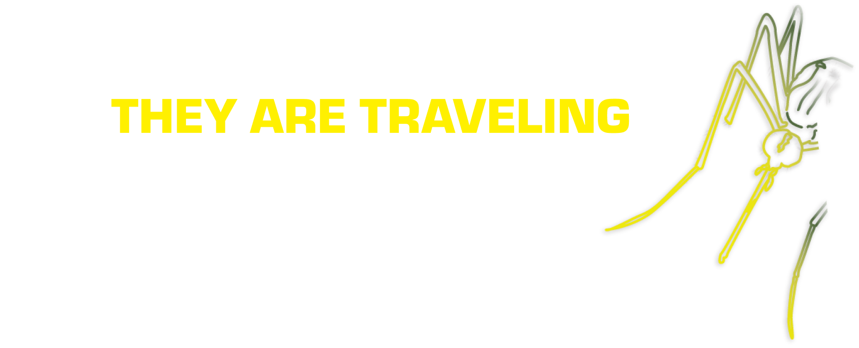 They Are Traveling - 1st Mosquito Ever Found In Iceland - The New York Times October 22 2025