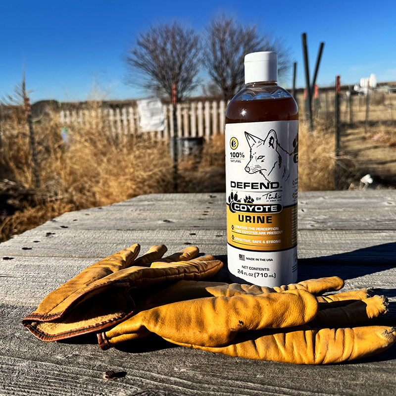 Coyote Urine