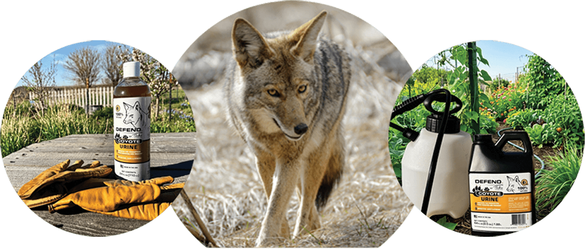 Creates a Natural Predator Scent Presence in Outdoor Spaces